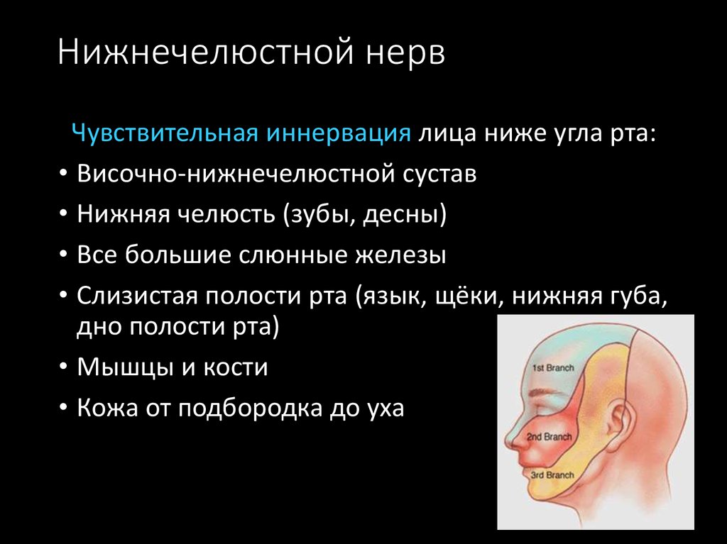 Иннервация нижней челюсти презентация