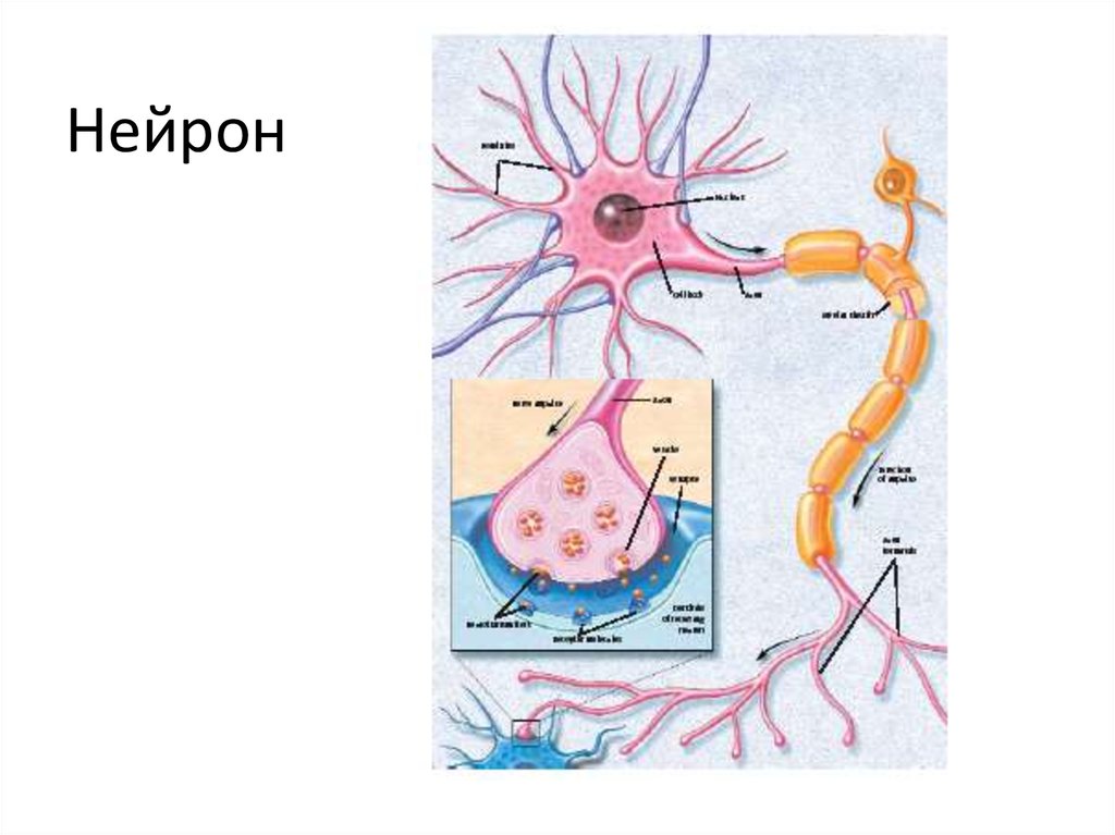 Строение нейрона рисунок с подписями