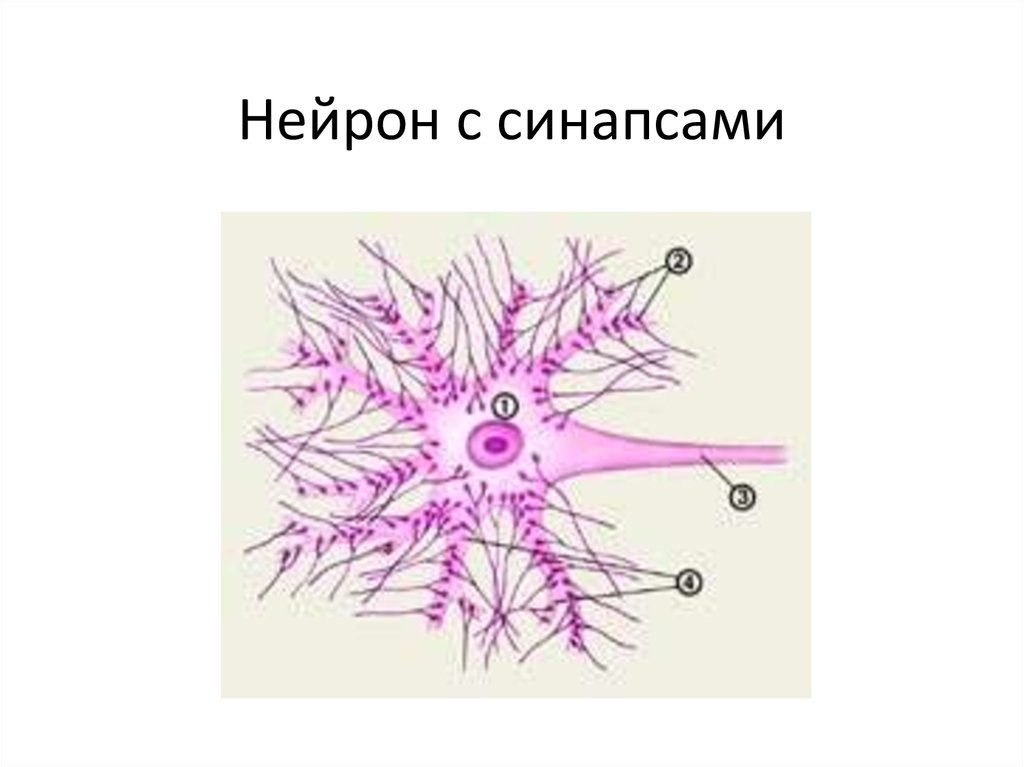 Нервная ткань строение. Схема нейронов и синапсов. Синапс нервной клетки. Синапс нейрона рисунок. Схема строения нейрона с синапсисом.