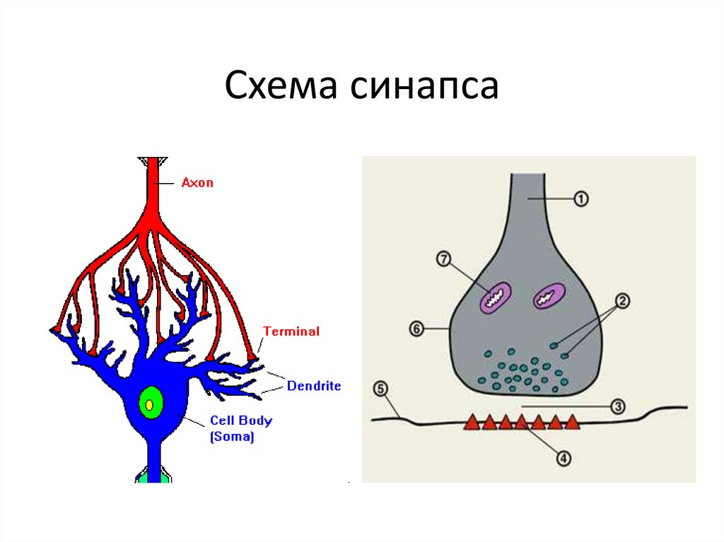 Схема работы синапса