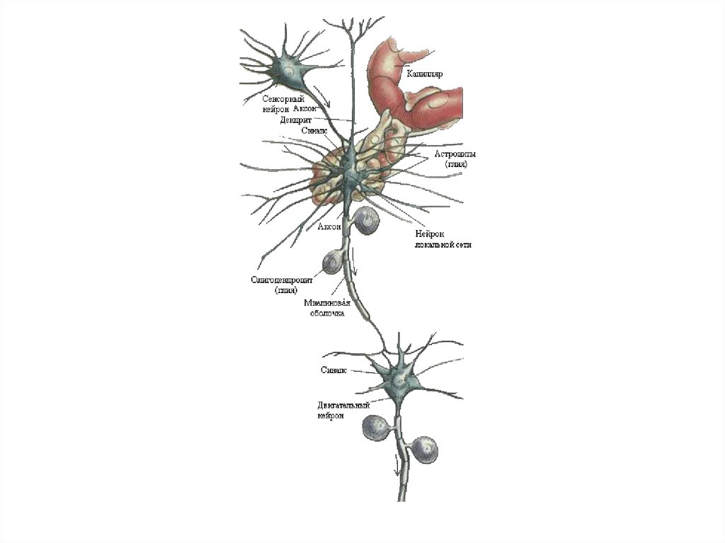 Строение нейрона презентация
