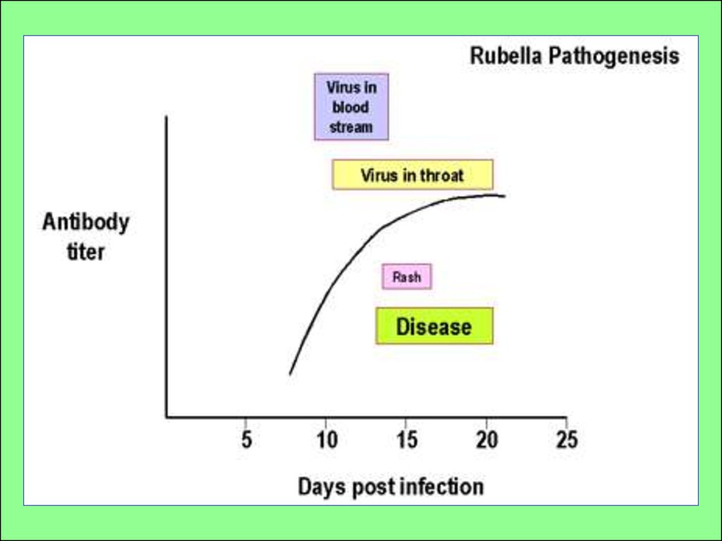 Rubella virus что означает. Rubella virus под микроскопом. Рубелла вирус симптомы.