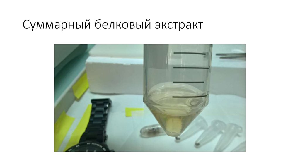 Суммарный белковый экстракт