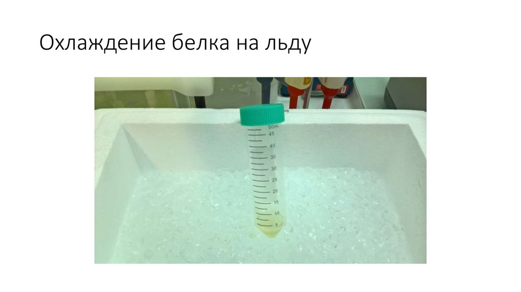 Охлаждение белка на льду