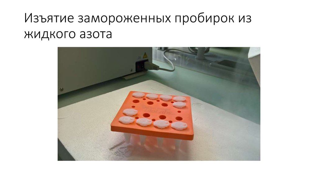 Изъятие замороженных пробирок из жидкого азота