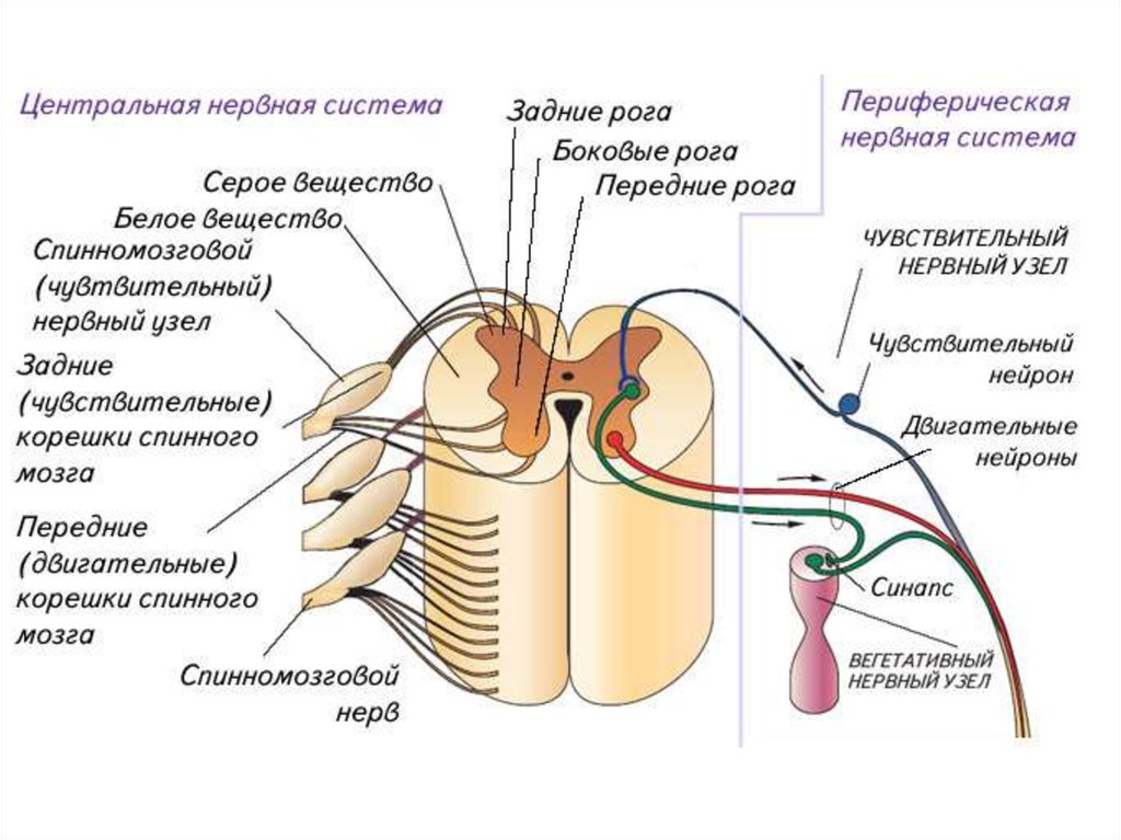 Задние спинномозговые узлы. Строение спинного мозга нервный узел. Строение спинного узла. Узел спинномозгового нерва. Чувствительный спинномозговой узел.