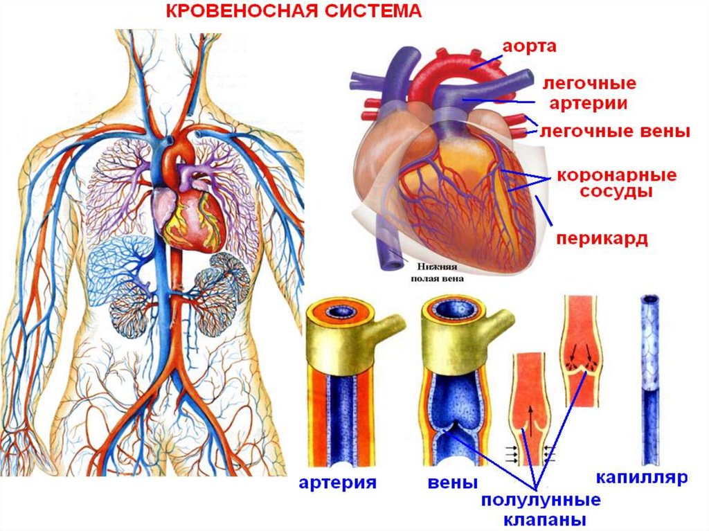 Кровеносная система сердце вены артерии капилляры. Кровеносная система сосуды артерии вены. Аорта Вена артерия капилляр. Кровеносная система это сердце артерии и вены. Артерии и вены схема.