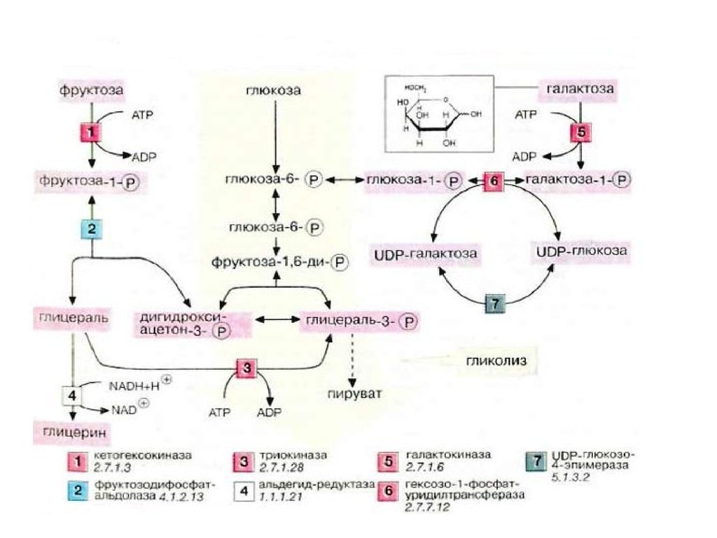 Глюкоза для печени. Схема метаболизма Глюкозы в печени. Схема метаболизма углеводов в печени. Схема метаболизма Глюкозы в печени биохимия. Схема метаболизма углеводов в печени биохимия.