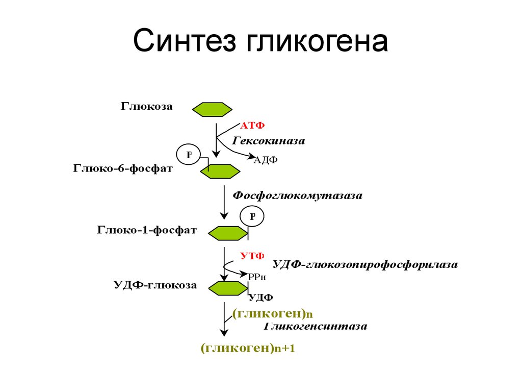 Образование в клетках растений глюкозы поглощение. Синтез гликогена биохимия схема. Процесс синтеза гликогена. Обмен гликогена Синтез схема. Биосинтез гликогена схема.