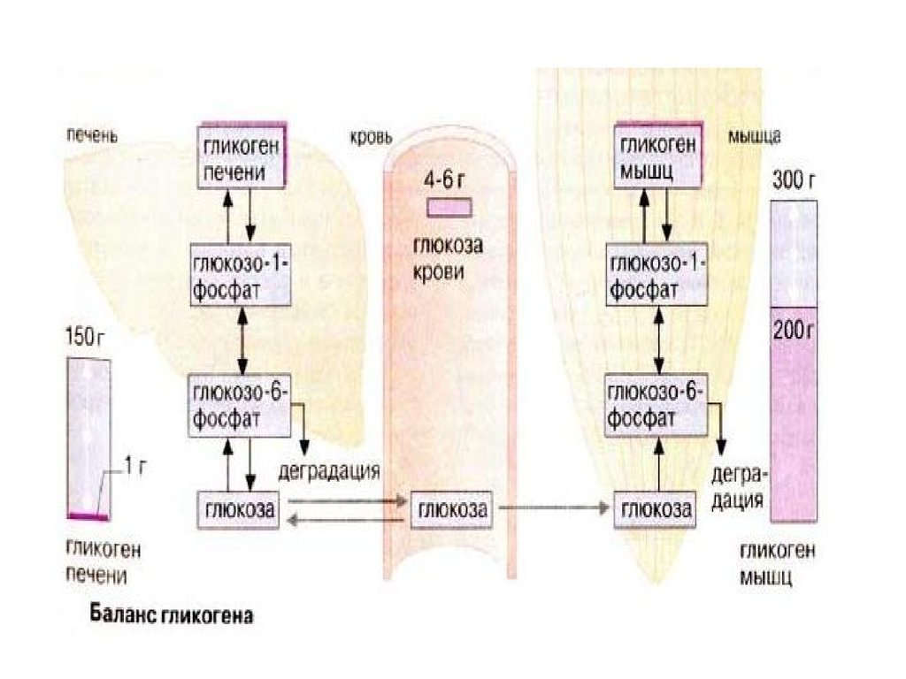 Функции гликогена в организме человека