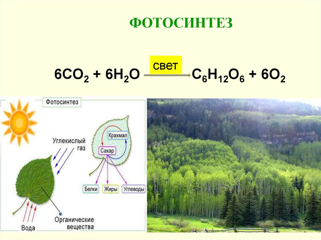 В результате фотосинтеза образуются крахмал. Фотосинтез. С6н12о6 + 6о2 = 6со2 + 6н2о. Фотосинтез картинки. Фотосинтез углекислый ГАЗ.