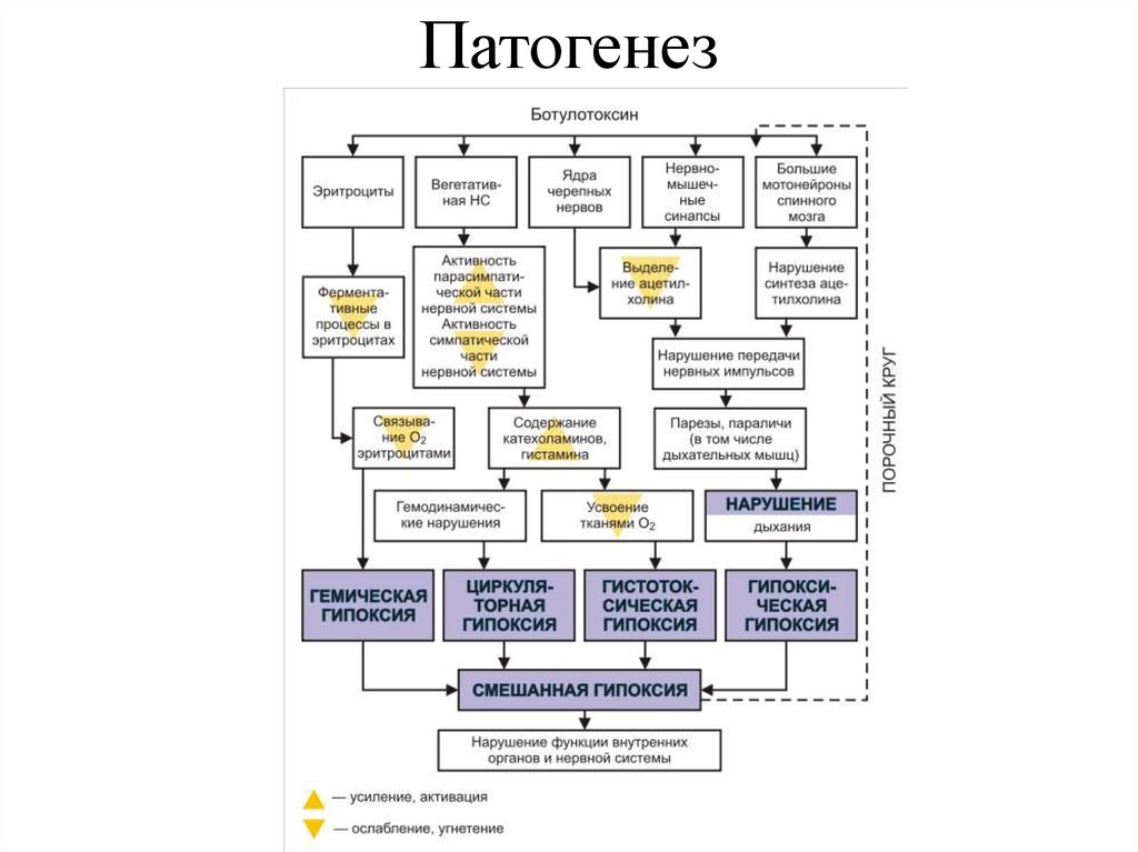 Ботулизм клиническая картина этиология