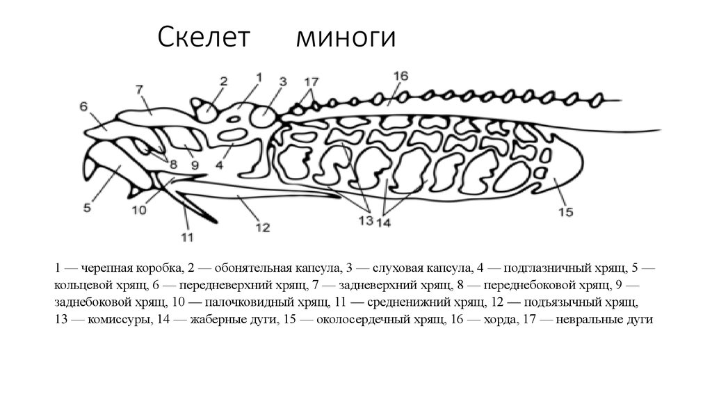 Схема кровеносной системы речной миноги