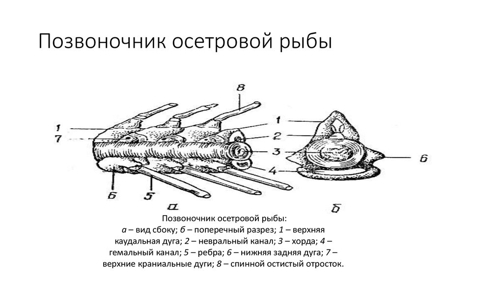 Хорда осетровой рыбы. Строение скелета осетровых рыб. Внутреннее строение осетра. Строение стерляди схема. Стерлядь строение скелета.