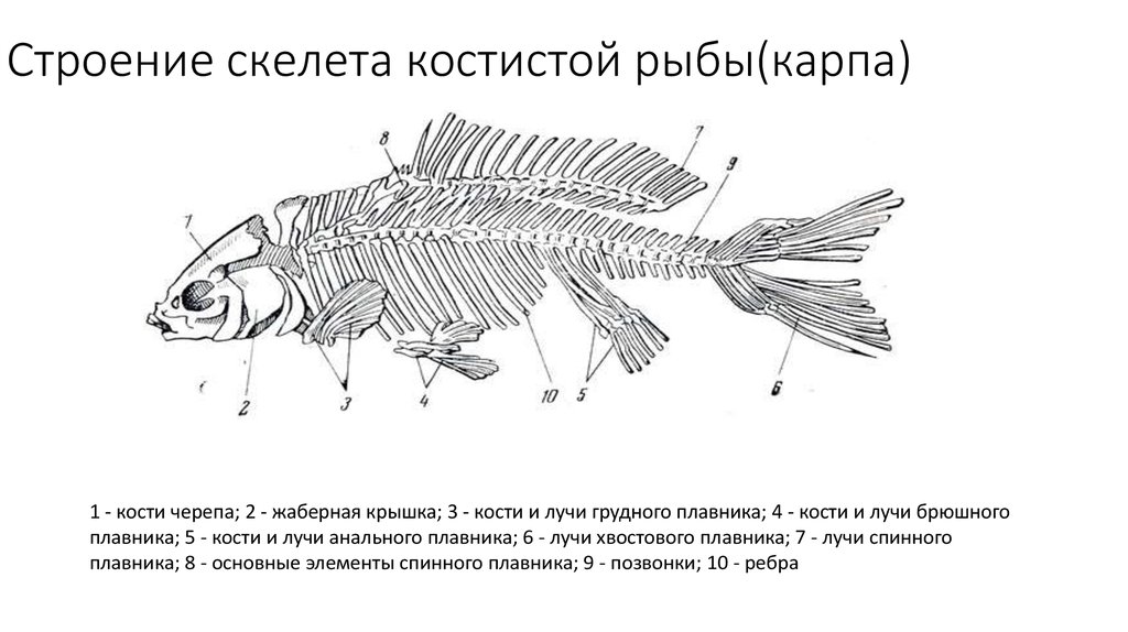 Внутренний скелет костной рыбы. Осевой скелет костистой рыбы. Строение скелета костистой рыбы. Костные рыбы строение осевого скелета. Внутренне строение костной рыбы.