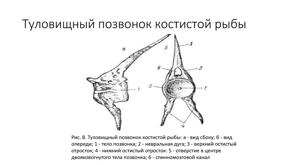 Шейный отдел позвоночника рыб