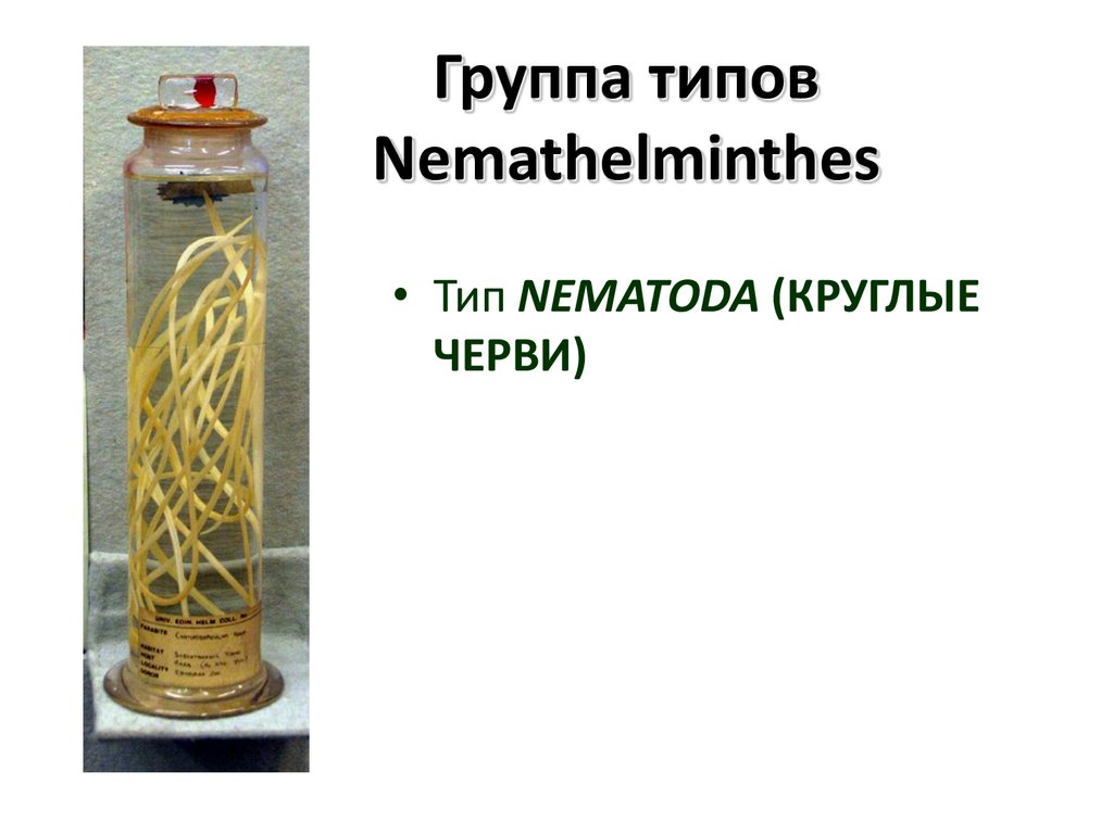 nemathelminthes ppt parazita kerekférgek pinworm
