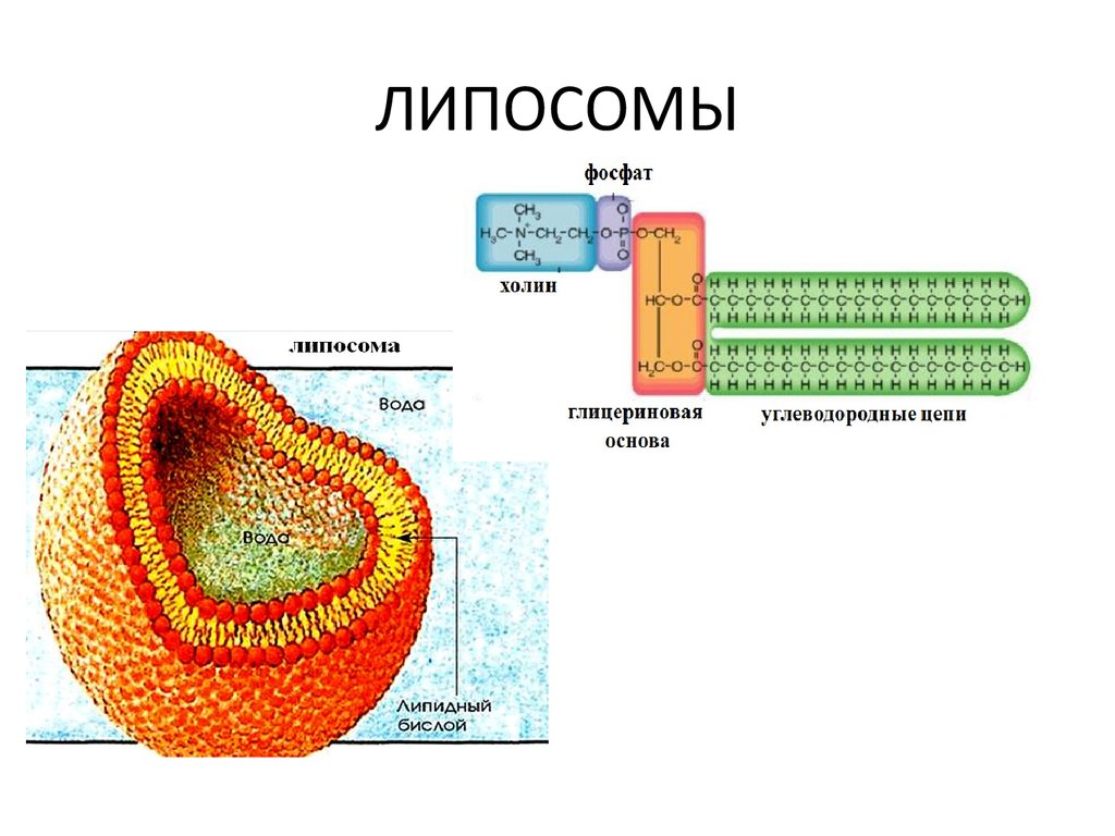 Липосомы. Мультиламеллярные липосомы. Строение липосом. Структура липосомы.