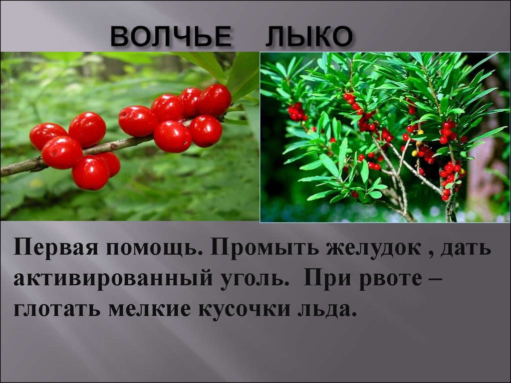 Проект ягода. Волчье лыко ягода. Волчье лыко ядовитое растение. Волчье лыко ядовитое растение 3 класс. Ядовитые ягоды Волчья ягода.