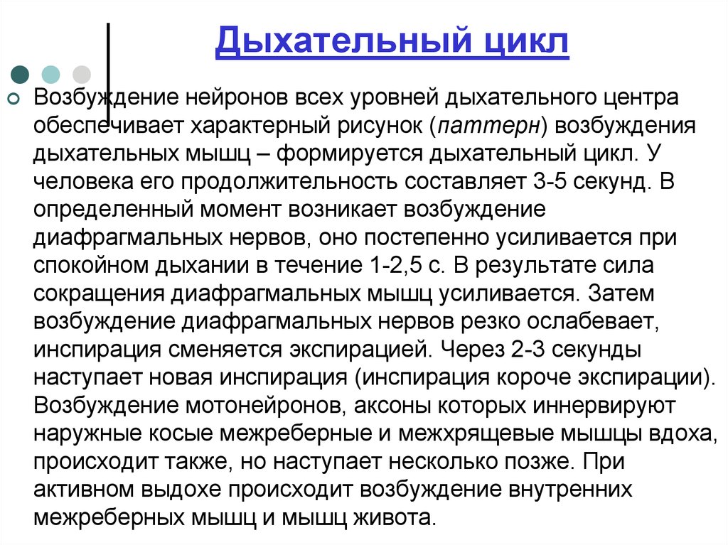 Продолжительность дыхания. Дыхательный цикл. Возбуждение дыхательного центра. Дыхательный цикл состоит. Понятие дыхательного цикла.