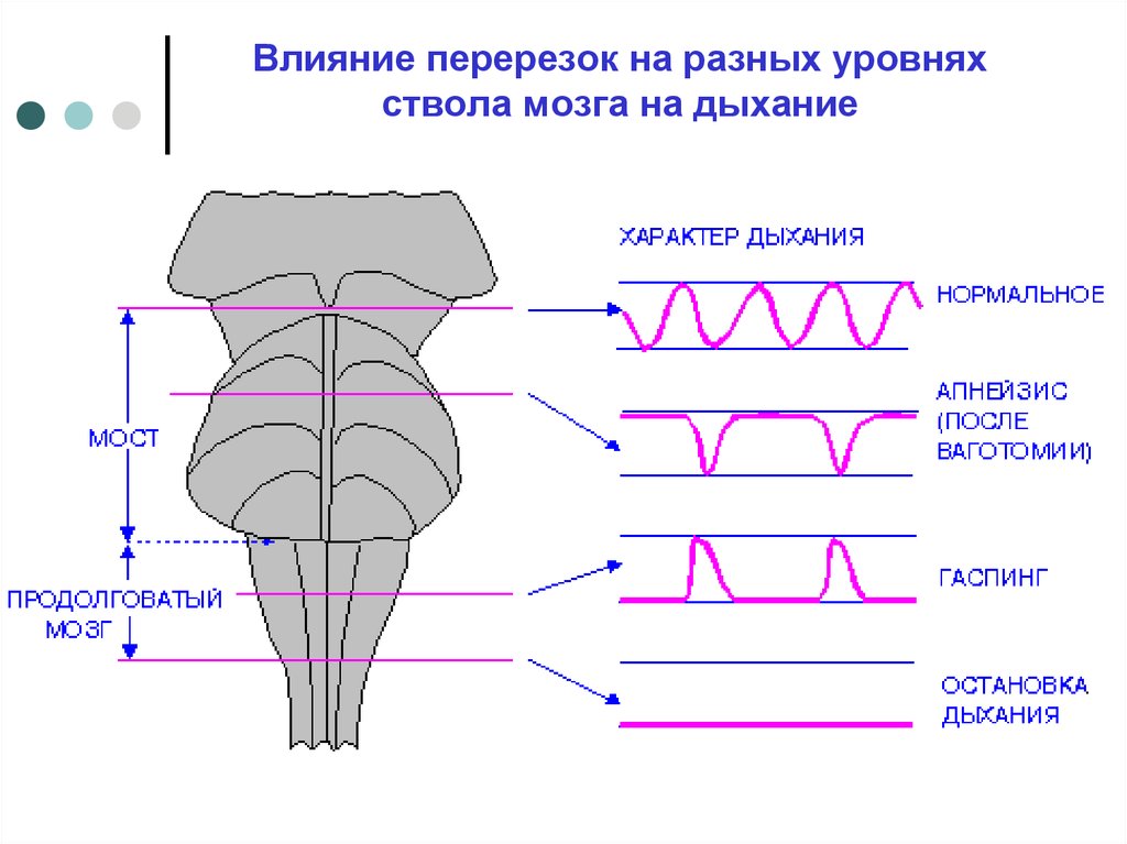 Дыхание мозга. Влияние перерезок на разных уровнях ствола мозга на дыхание. Влияние перерезок на разных уровнях. Дыхание и мозг. Влияние перерезок на разных уровнях ствола мозга на внешнее дыхание.