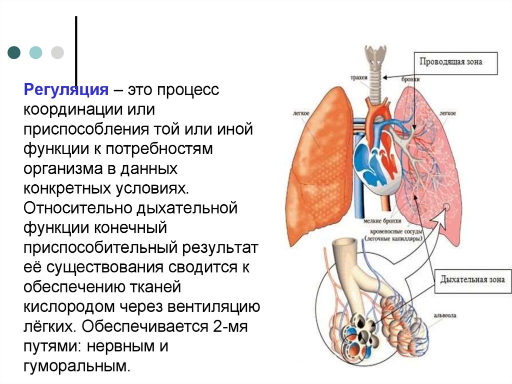 Система регуляции человека. Способы регуляции дыхания. Дыхательная нервная система. Координация и регуляция организма это. Регуляторные органы.