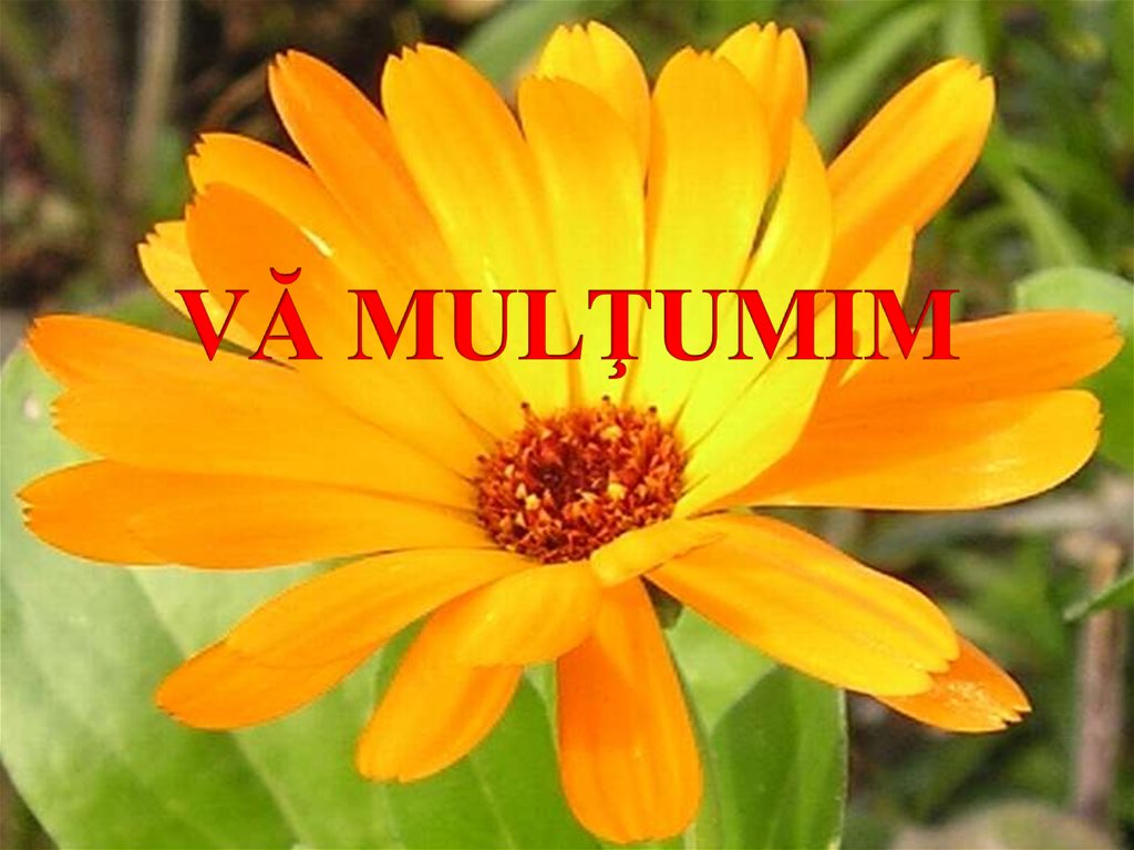 VĂ MULŢUMIM