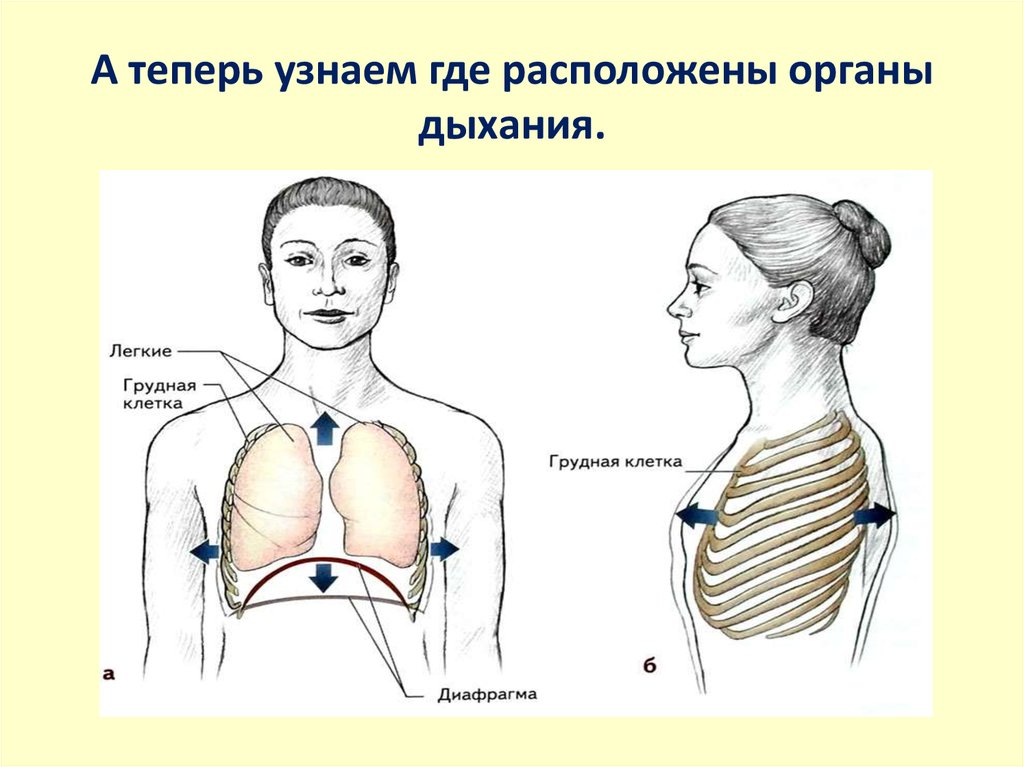 Площадь поверхности грудной клетки у человека