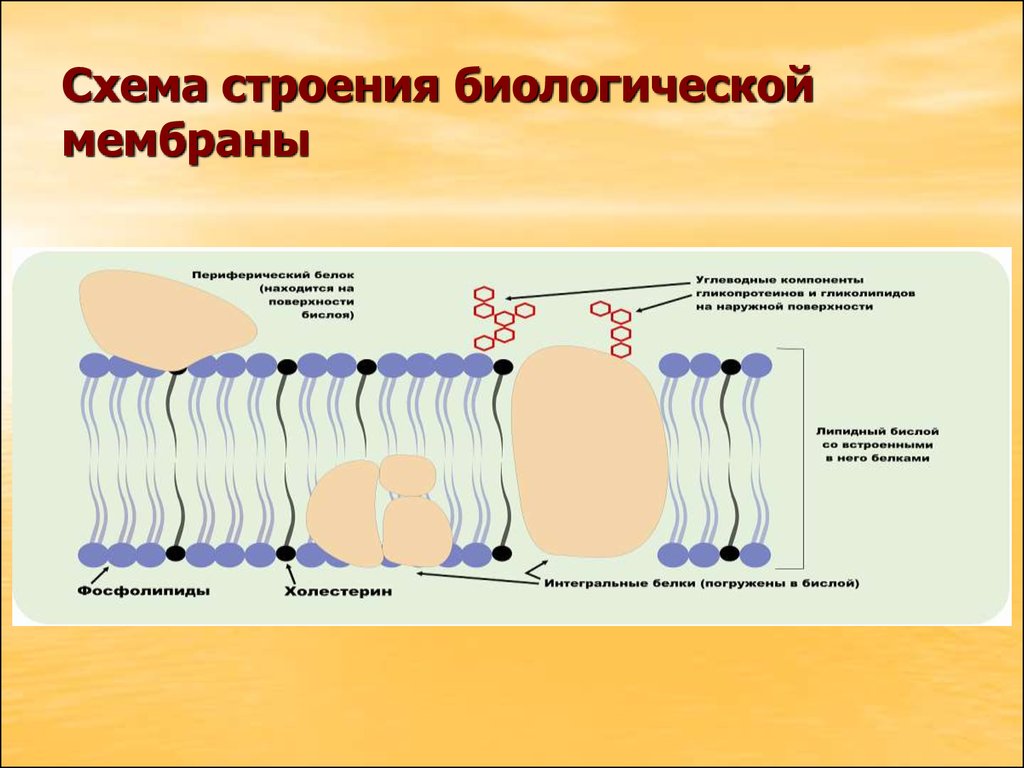 Биохимия мембран. Схема строения биологической мембраны биохимия. Строение биомембраны биохимия. Строение клеточных мембран биохимия. Схема строения биомембраны.