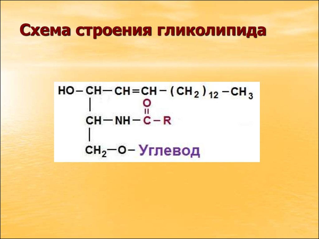 Гликолипиды. Гликолипиды строение формулы. Гликолипиды структурная формула. Гликолипиды общая формула. Химическое строение гликолипидов.