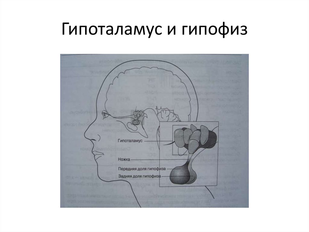 Гипоталамус и гипофиз. Гипоталамус рисунок. Гипофиз рисунок. Гипоталамус и гипофиз рисунок.