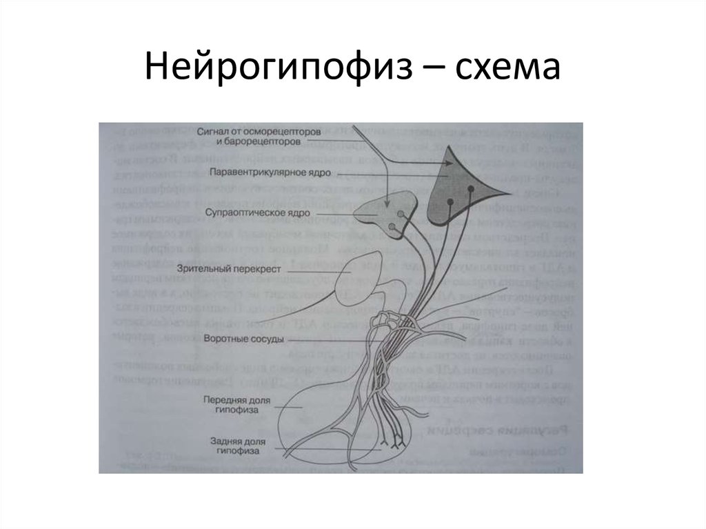 Патофизиология эндокринной системы презентация