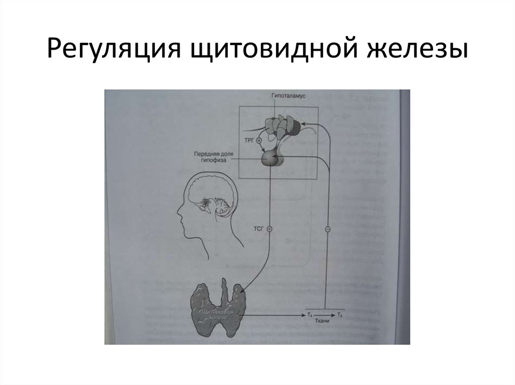 Регуляция желез. Регуляция щитовидной железы. Схема регуляции деятельности щитовидной железы. Регуляция железа. Гормоны щитовидной железы патофизиология.