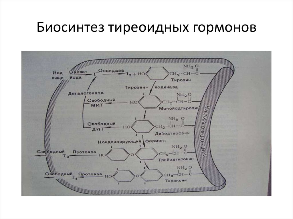 Тиреоидные гормоны презентация