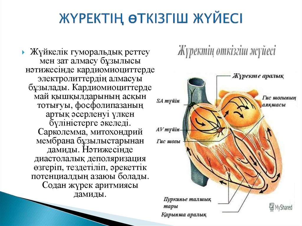 Жүрек автоматиясының механизмі презентация