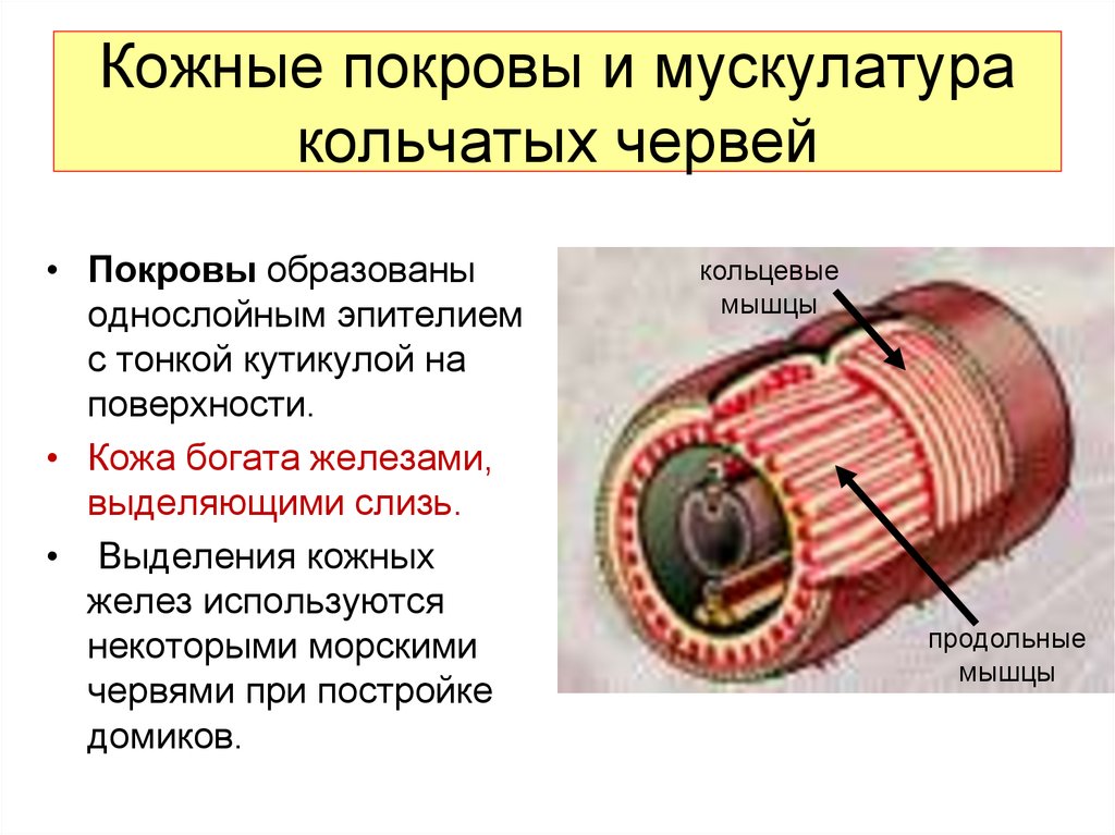 Слои кольчатых червей. Мышечная система круглых червей. Кольцевые мышцы кольчатые черви. Строение кожно мускульного мешка круглых червей. Кольчатые черви мускулатура.