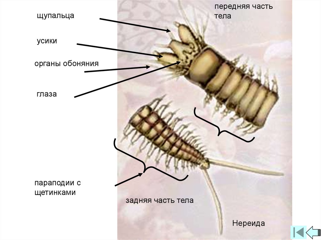 Передний и задний конец червя. Нереида строение. Параподии полихет. Многощетинковые черви нереис строение. Червь нереис строение.