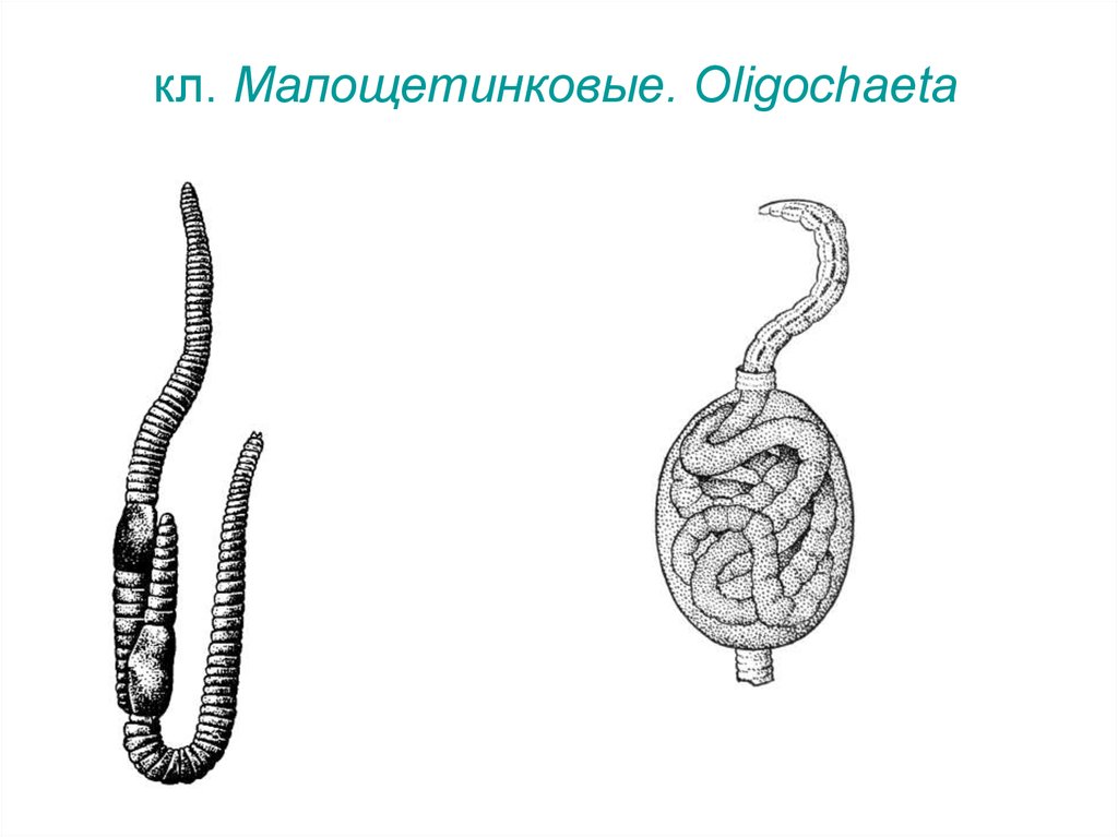 Малощетинковые черви рисунок