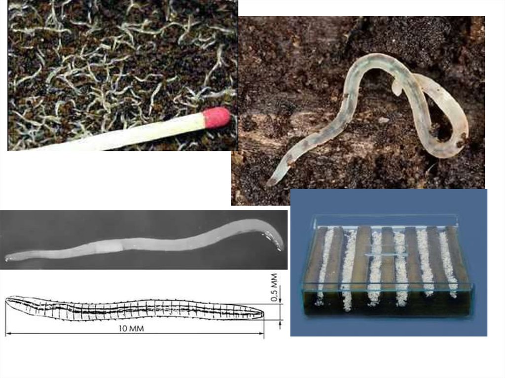 Как выглядит нематода в земле фото и описание