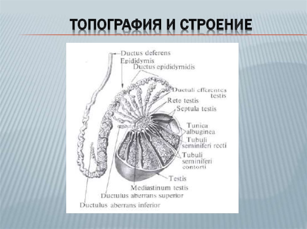 Строение яичка