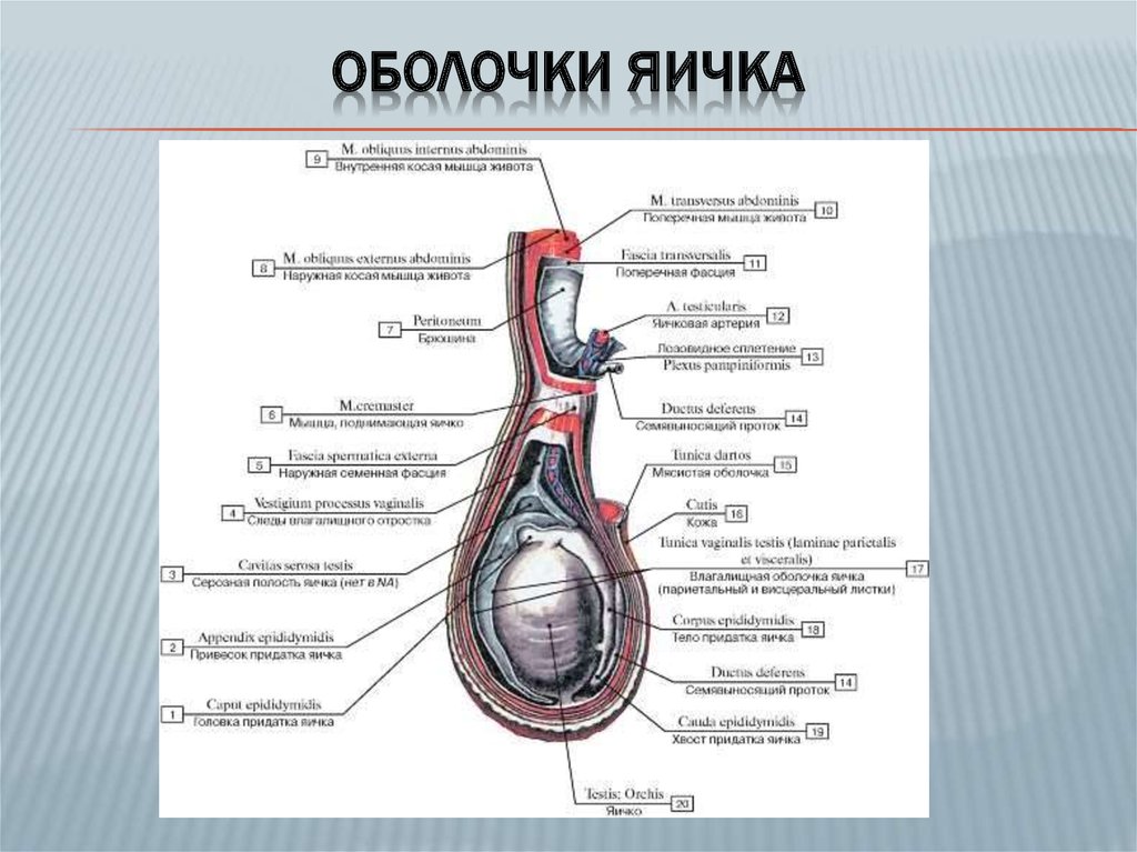 Мужские яички схема