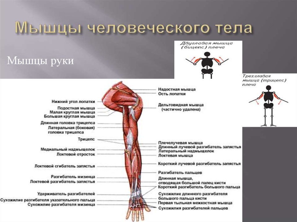 Работа и функции мышц. Мышцы человеческого тела. Мышцы человеческоготтела. Основные группы мышц человеческого тела таблица. Функции мышц человеческого тела.