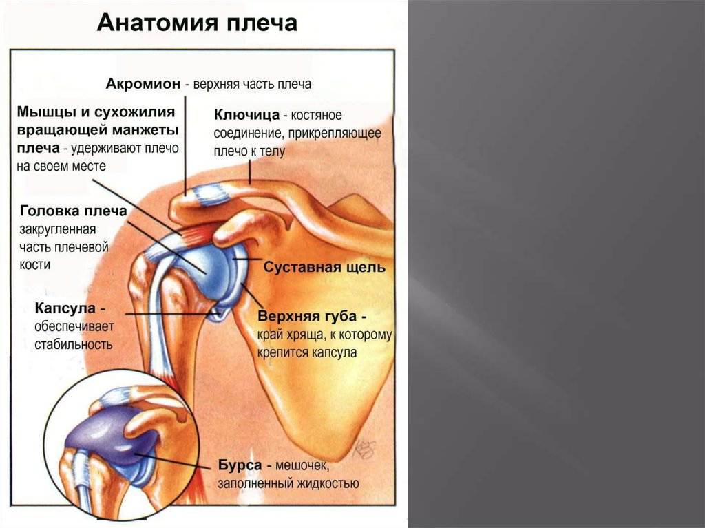 Строение плеча человека фото с описанием