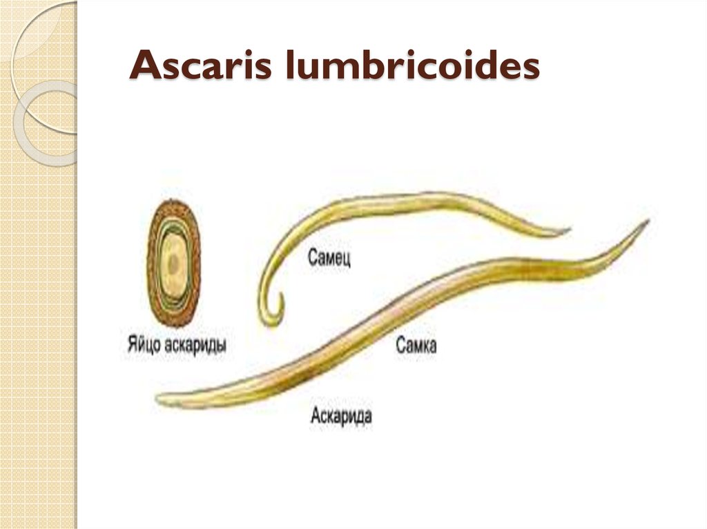 Аскарида размер. Человеческая аскарида Ascaris lumbricoides.