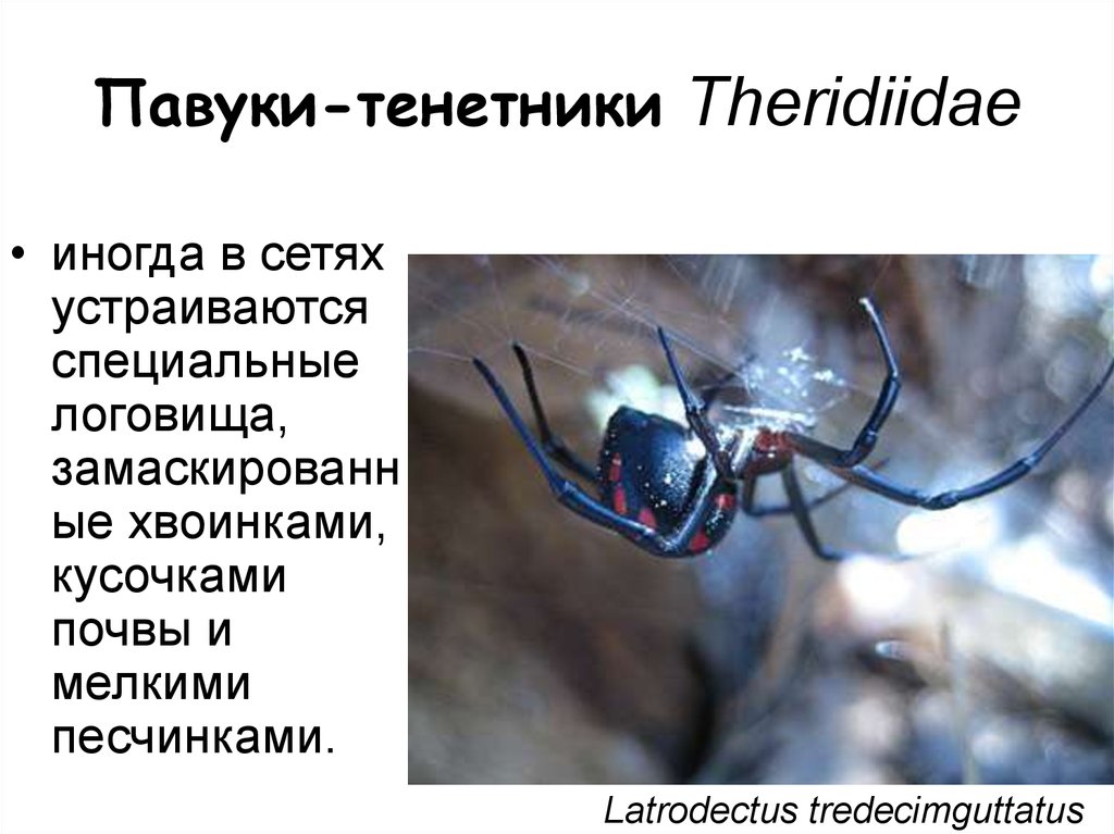Павуки-тенетники Theridiidae