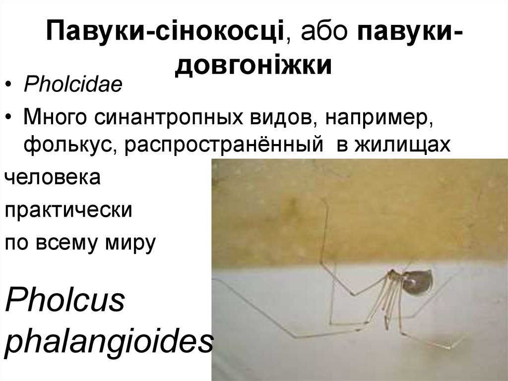 Павуки-сінокосці, або павуки-довгоніжки