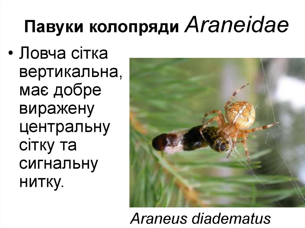Павуки колопряди Araneidae