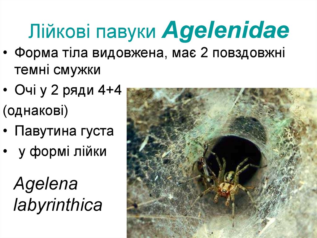 Лійкові павуки Agelenidae