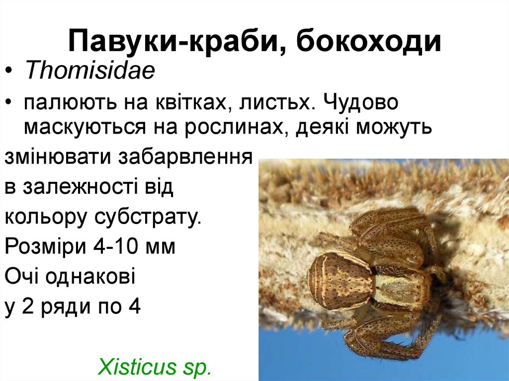 Павуки-краби, бокоходи