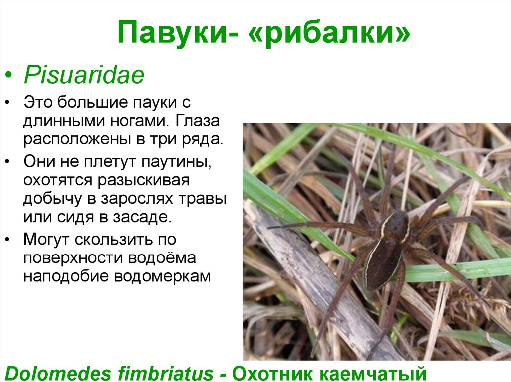 Павуки- «рибалки»